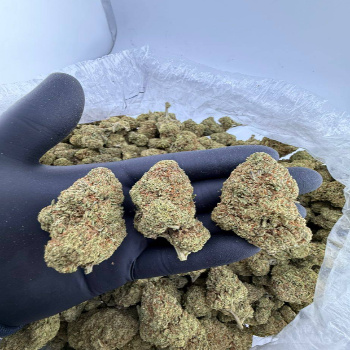 Order Frost Donkey BX1 strain near me Order Frost Donkey BX1 strain near me
