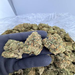 Order Guicy Banger strain near me